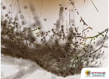 What You Need to Know About Biofilm Growth